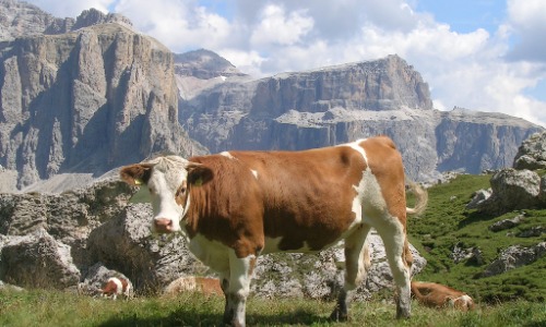Cristallo